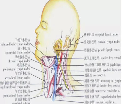 图文解说 3大类颈部肿物大汇总 快资讯