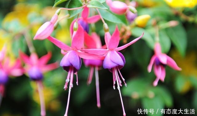 磷酸二氢钾养花最常见的6个误区,难怪花草越长越差还不开花!