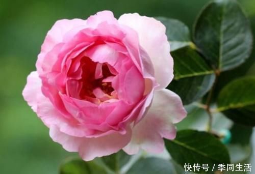 花香|3种花是懒人的最爱,丢到阳台,四季有花开,花香四溢飘满屋