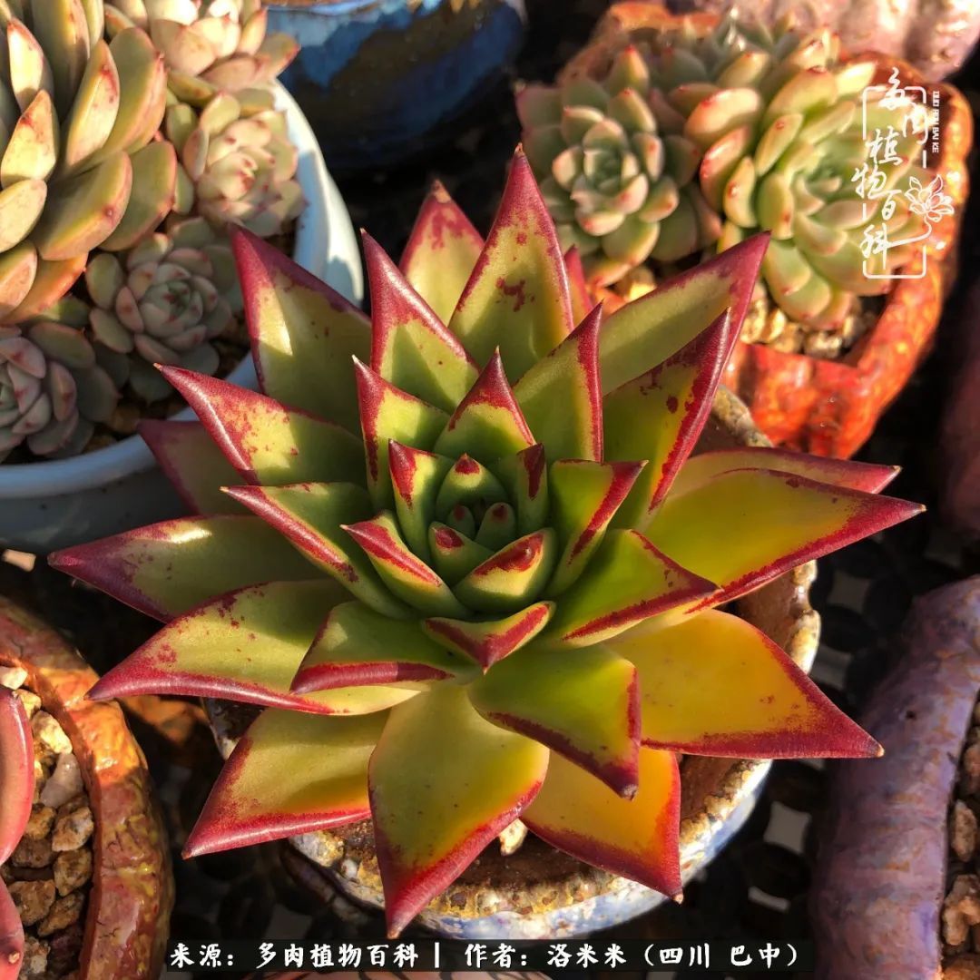 时间是多肉最好的滤镜！附个人养护经验！