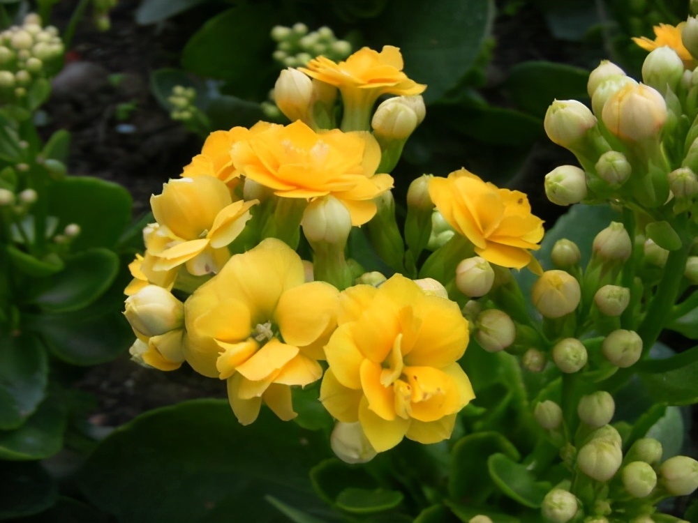 长寿花不开花别着急，快来点小苏打，催花效果极好过年前能开花