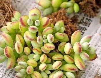 达摩福娘|4种自带香味的多肉,窗台养一盆,满屋子飘香,你养过几种?