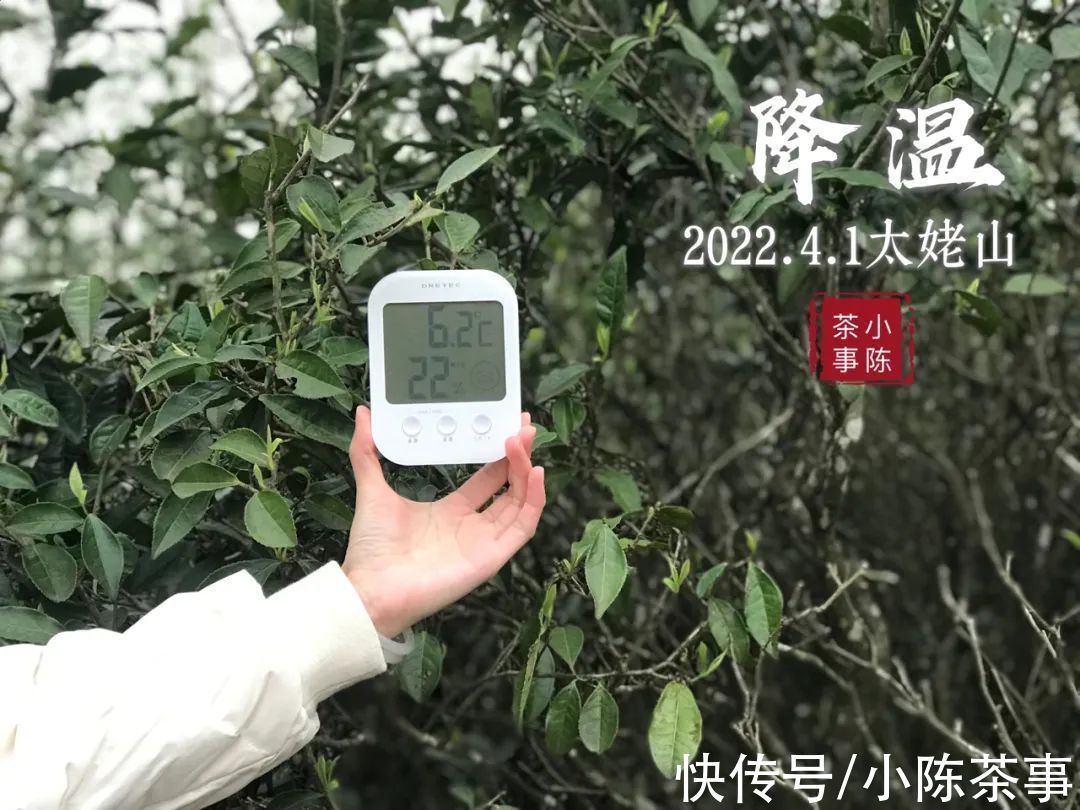 又是一年白牡丹季 白牡丹茶青大量来袭 今年白牡丹的价格如何 粉紫色 又是一年白牡丹季 白牡丹茶青大量来袭 今年白牡丹的价格如何 粉紫色