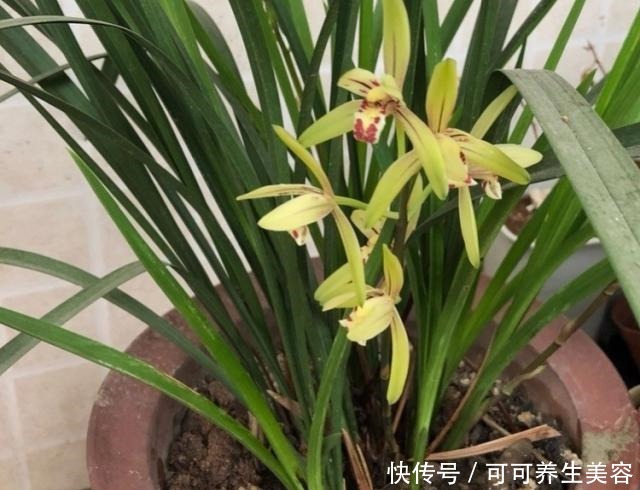 这种“天然钾肥”,用来养兰花,根系壮,叶芽多!