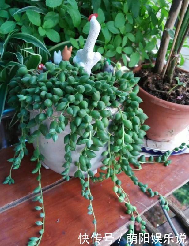 客厅摆放这5款花草,打理省心,连假花、空气净化器都省了