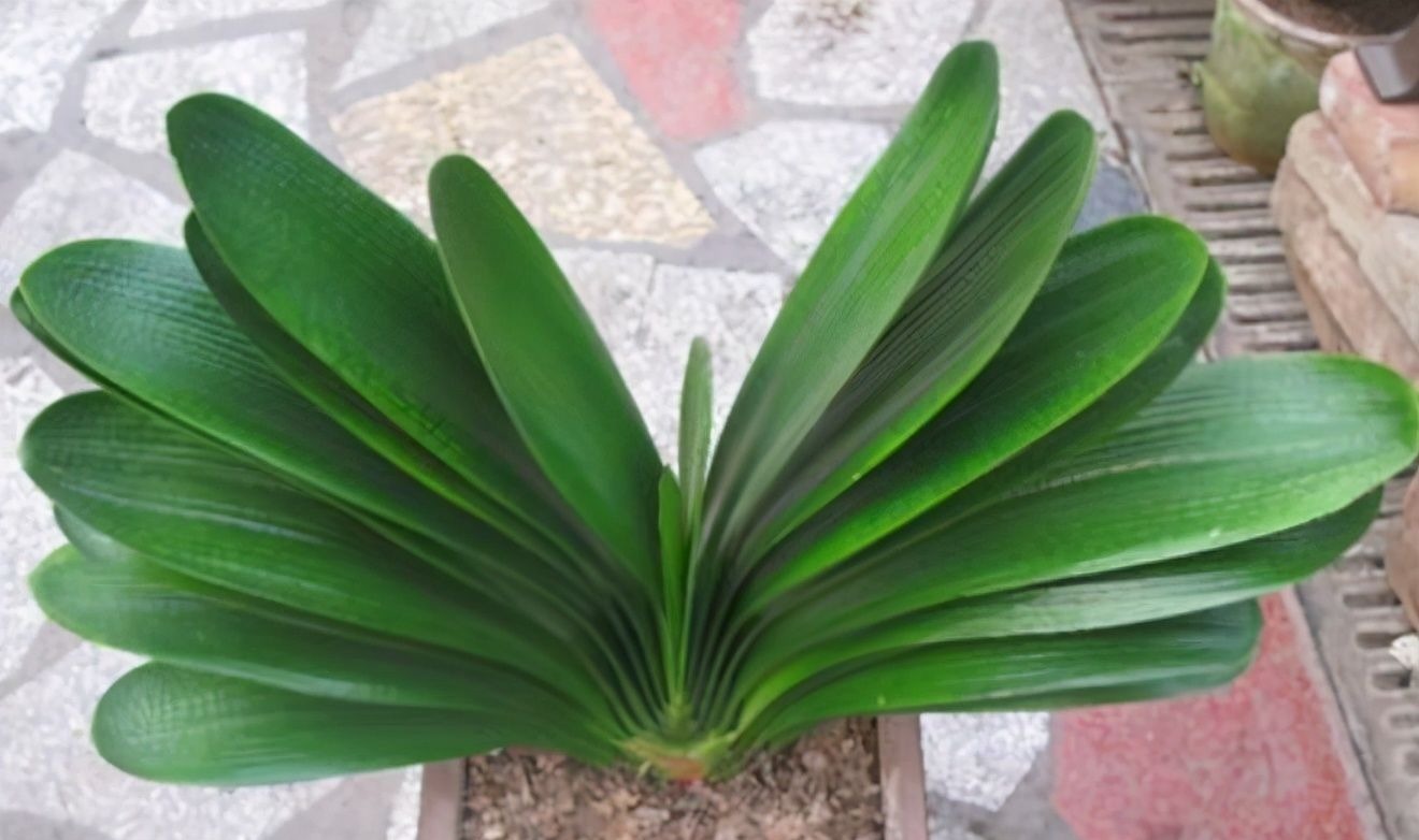 养君子兰有“六怕”，你知道吗？新手一定要避开