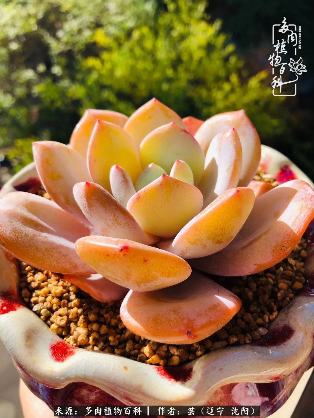 血罗|万物皆有灵性，一年四季有多肉陪伴真好！