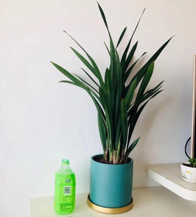 多肉|5种花盆养花，怪不得都死了，全是样子货