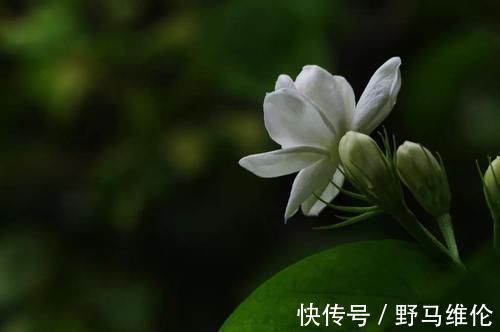 修剪|想要冬季茉莉花损耗小，养护做好这几点，来年长势快，开花多