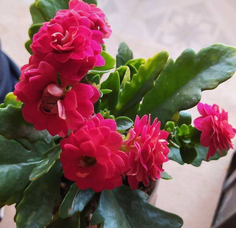 花友们|冬天浇水不注意,浇一次死一棵,好好的花都浇坏了