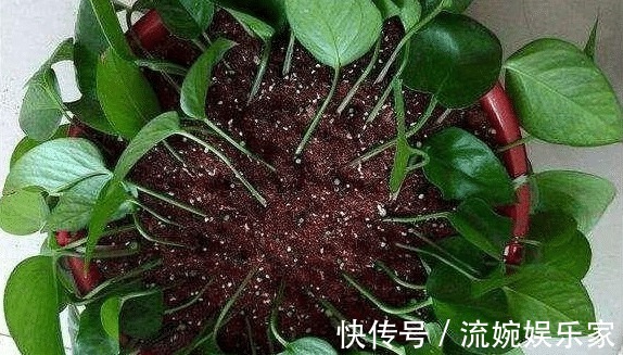 茂密|萌新绿萝黄叶别扔掉,这样剪1刀,来年又是1盆茂密的绿萝