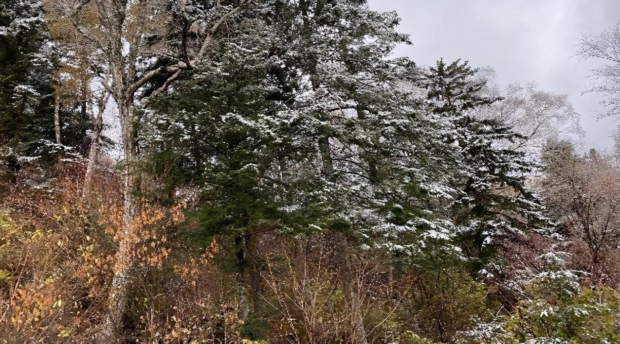 降雪|心心念！碎碎念！降雪啥时候来？有准信儿了