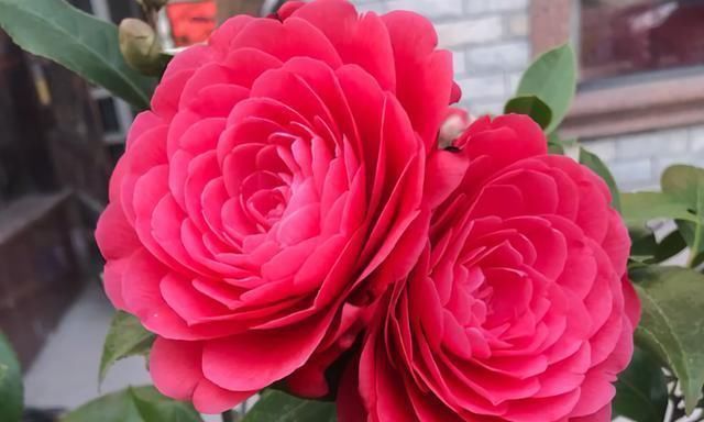 2种“废水”家家有,处理之后来浇花,根粗叶绿,半年不用施肥