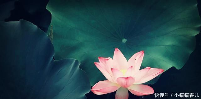 散文|让我们一起重温朱自清《荷塘月色》原文,散文最服朱自清,美赞了