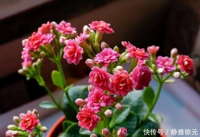 7前,这3种花最适合扦插,“养不死”易爆盆,叶绿花还多