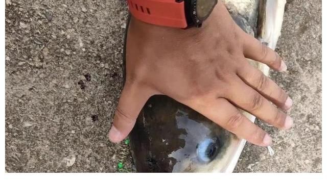 钓鲢鳙能打窝吗？这2位大师给出不同观点，到底该听谁的？