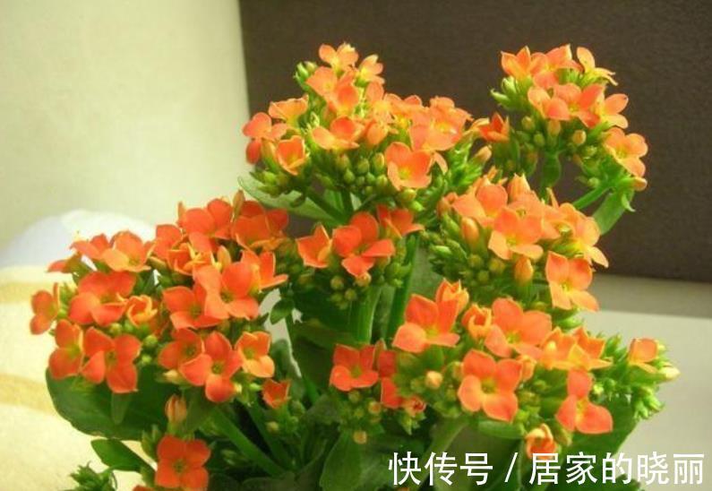 花芽|9月以后，养长寿花少做一件事，才能快速分化花芽，开出满盆花