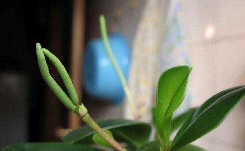 再忙也要养盆这种花,比绿萝好养,比发财树漂亮,还能防辐射