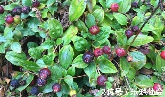 泡酒|农村这种野果,以前的人们拿来泡酒,其实它还是一种很好的药材