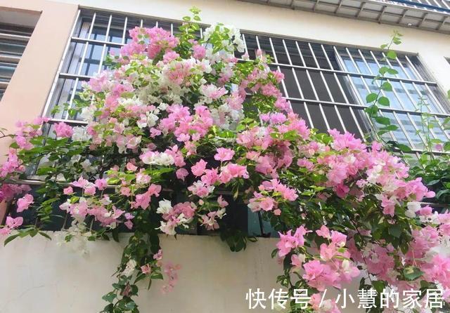 贝拉|家里有院子，建议养这5种花，高级的私家花园至少养一种