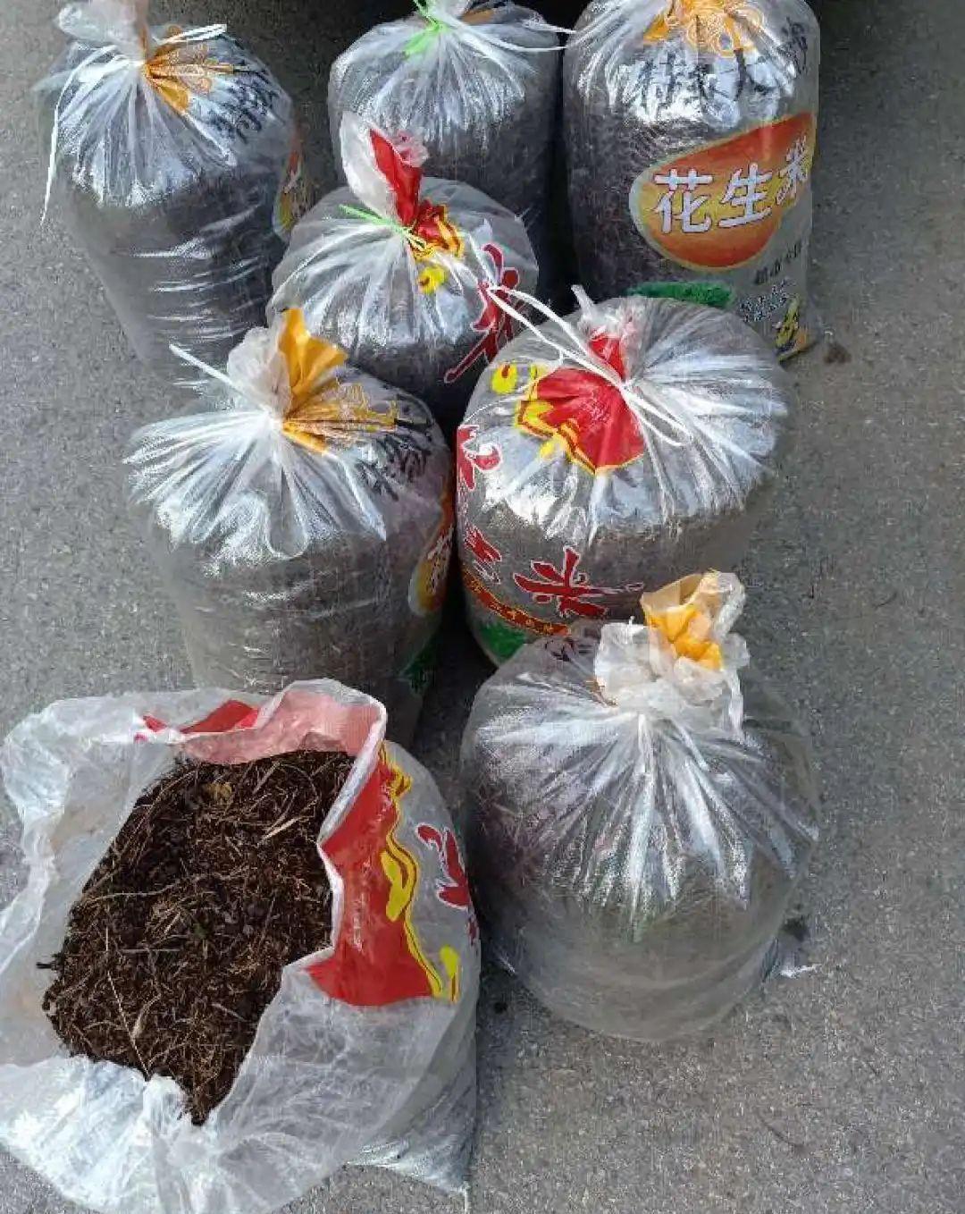 拿它一捂,长寿蟹爪兰嗖嗖冒花苞,多肉呼呼胖三圈