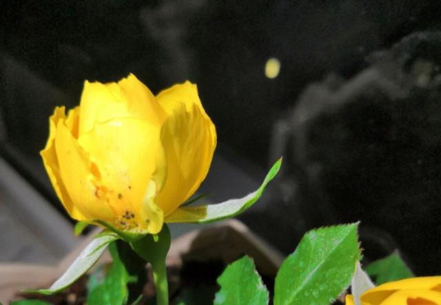 秋冬季养月季,这种情况不能剪,放点肥料精,明年花期延长两月