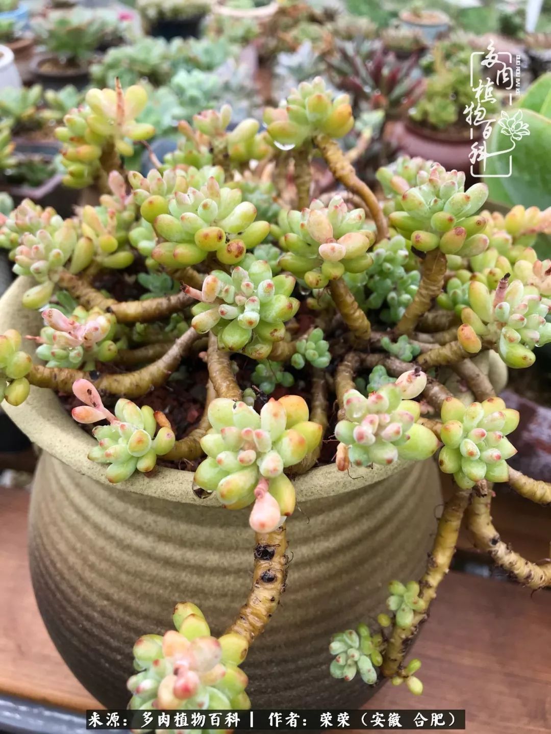 金秋时节,变化带来的惊喜不正是养肉的乐趣所在么!