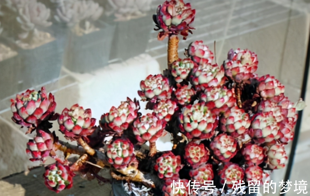 种植多肉,搞不清品种、晒太阳、浇水、通风问题,养再多都白费