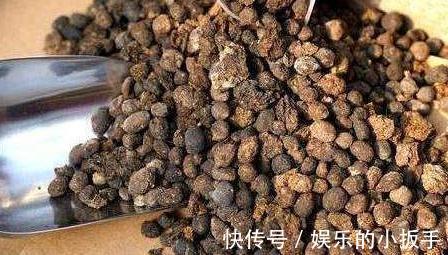 家里养2种花，用羊粪最合适，肥效温和持久，关键不伤根