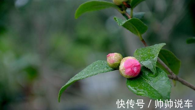 湿布|虎皮兰最怕“三种水”,室内养护需避开,憋出小崽,绽放层叠群兰