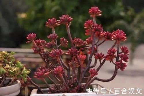 锦晃星|5种直立性很强的多肉,轻松养出精致漂亮的直立桩,别有一番韵味