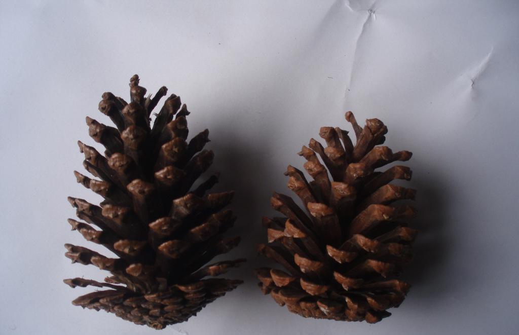 春天拿松针松果壳养花,没干“2件事”,往土里埋只会害花