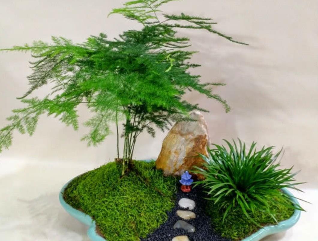 花卉|6种花太怕晒,切记不能长时间晒太阳,不然容易枯萎黄叶