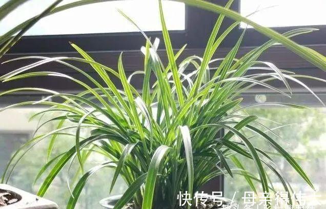 用它养兰花，一肥三效：促根、延长花期、改善水质，好多人不知道