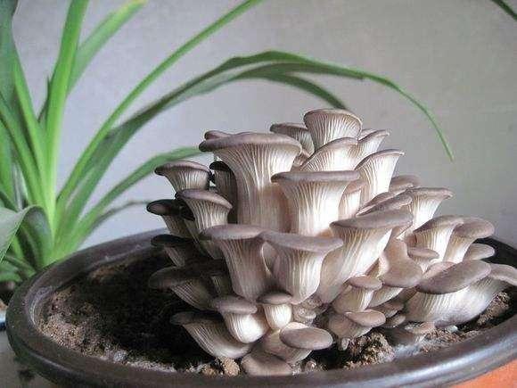 盆栽|家里不养花,不如种“蘑菇”,做成盆景特漂亮,一年能摘几十斤