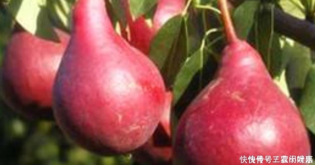 红啤梨|乡下一种普通的野果,被发现很高的营养价值,现在要人工养殖