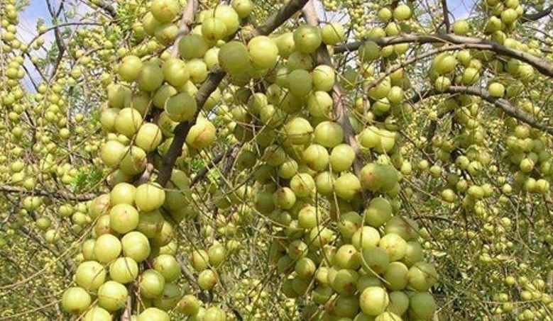 懒得|它被称为“圣果”,亩产上千斤,北方60元一斤,南方人都懒得捡