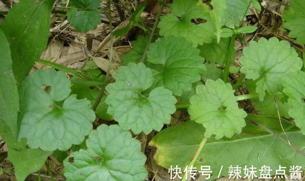 活血丹|这种野草叫做活血丹，农村老人也叫它透骨风，你们知道有啥价值吗