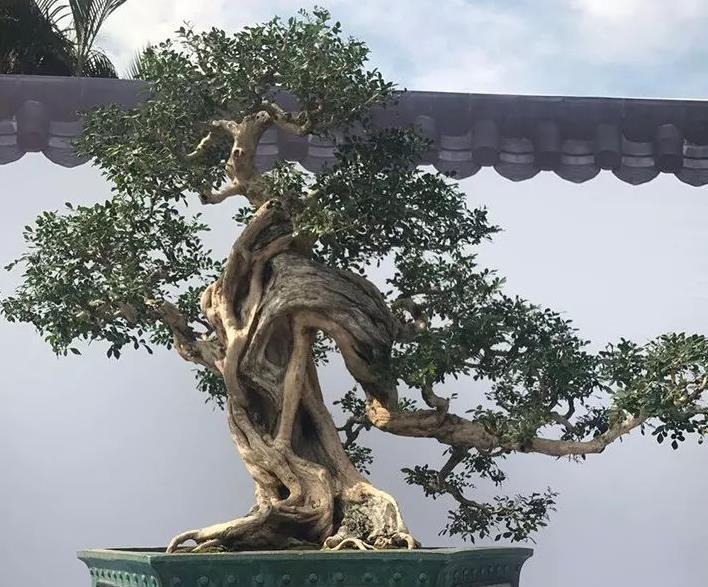 光照|此花是天然盆景，主干质朴大气，枝叶造型独特，自带扑鼻的香气