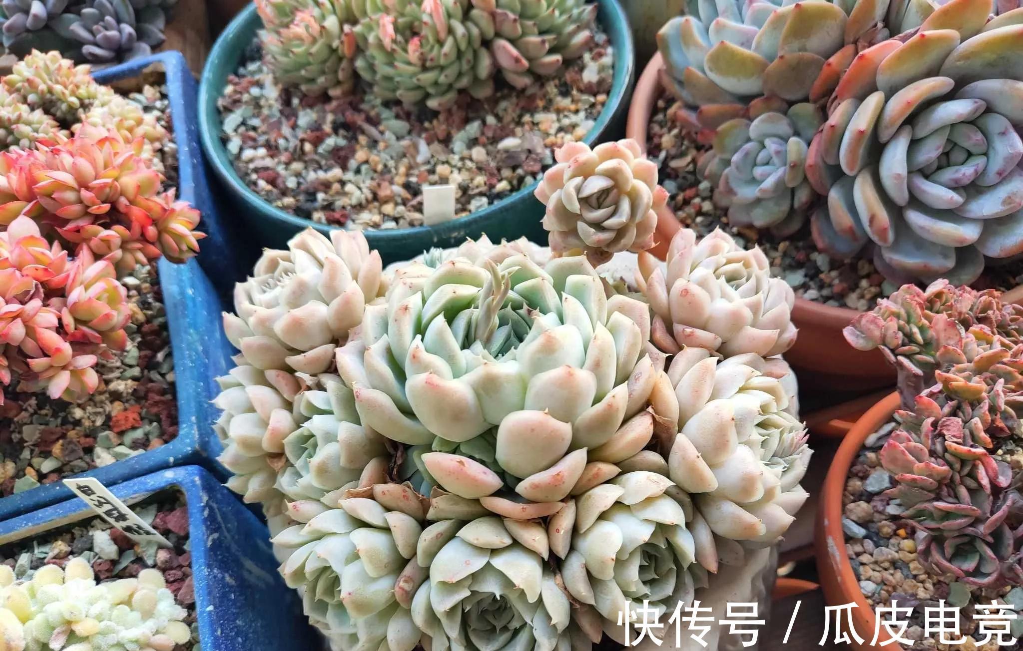 谁说多肉都是一个样，她养的多肉就与众不同，叶片如花，香气浓郁