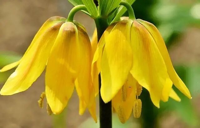 此花卉人称“皇冠贝母”,有400年栽培历史,好看好养老人喜欢