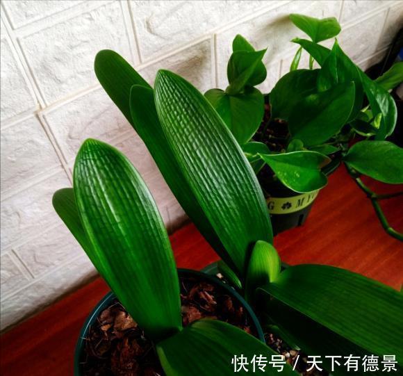 根系|夏天养君子兰，记住“2不要”，高温下好度夏，一连能养很多年