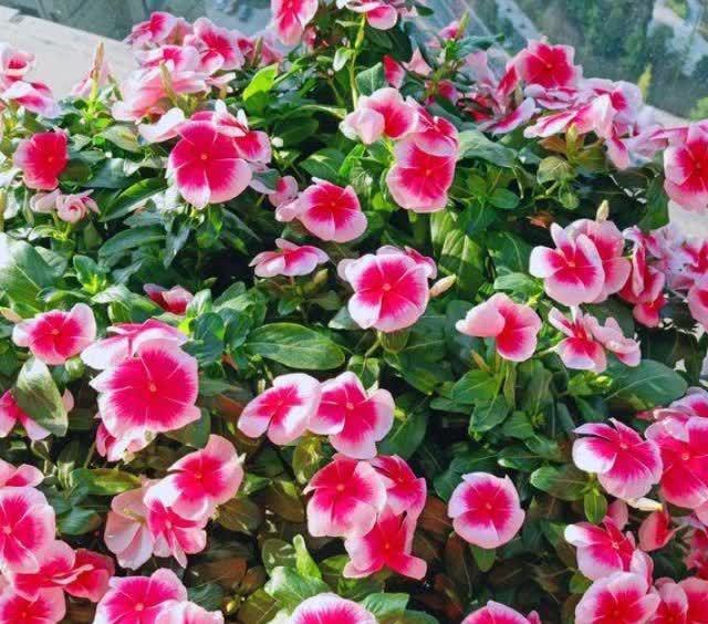 春天5种花随便养,长得快开花多,阳台养成“小花园”!