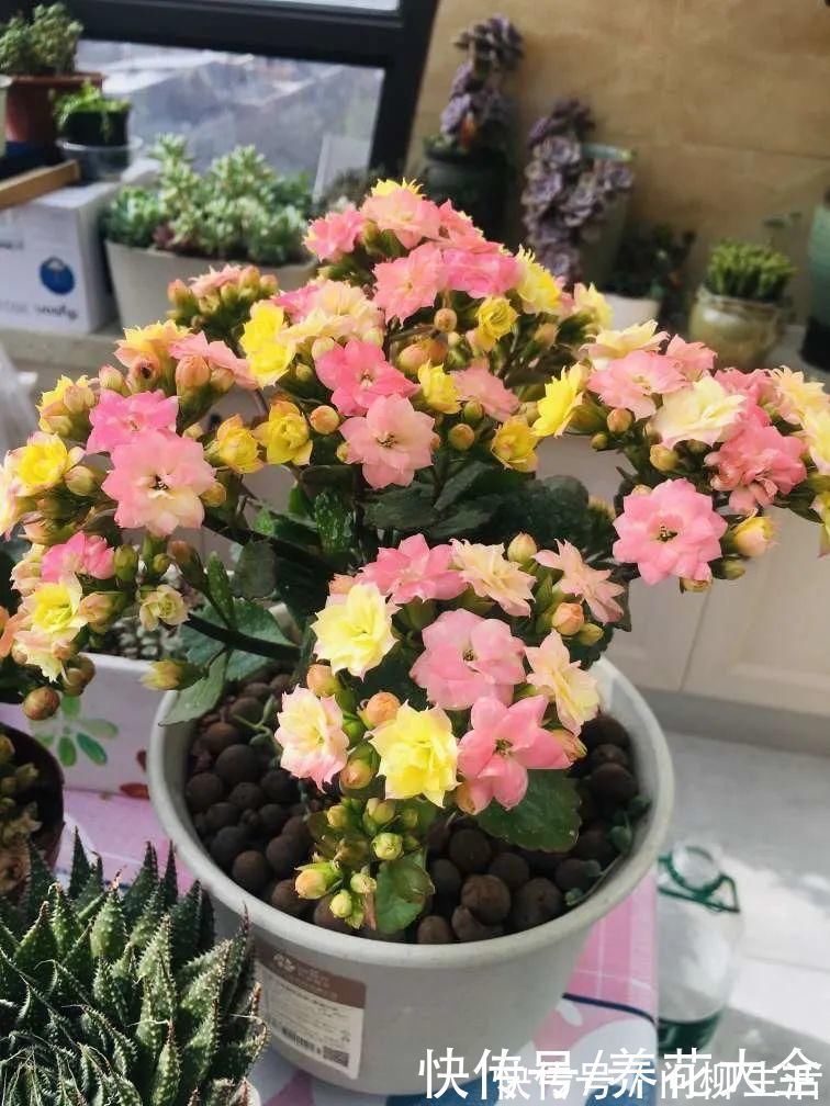 水仙|上万块的蟹爪兰,开花像烟花,养过的人不多