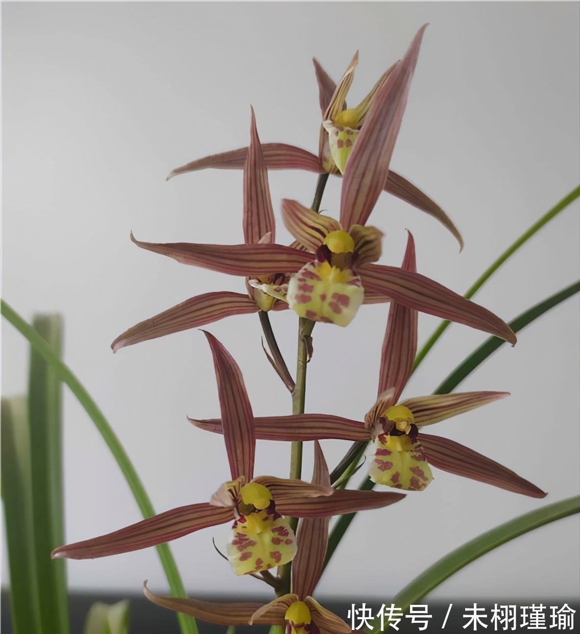 正在消失的稀有兰花,古香古色,兰香浓郁,不养一定会后悔