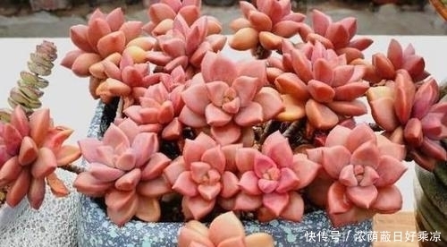 1月做好4件事,多肉开春多冒芽,养成群生肉墩子!