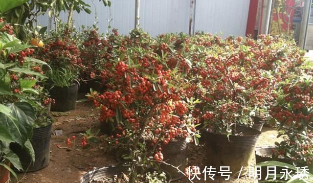 阳台上|过年就养“镇宅树”,6年后成为“盆景树”,比松柏值钱,寓意好