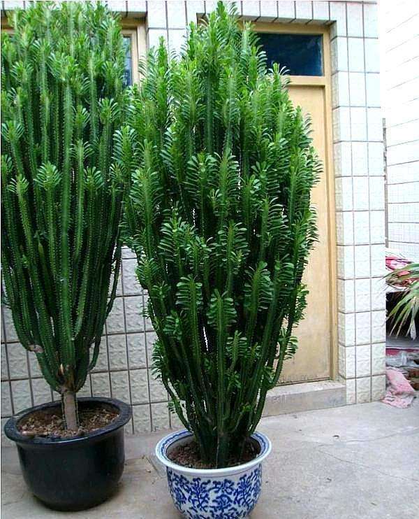 客厅养花,当选两种“旺运花”,寓意好不说,关键还好养