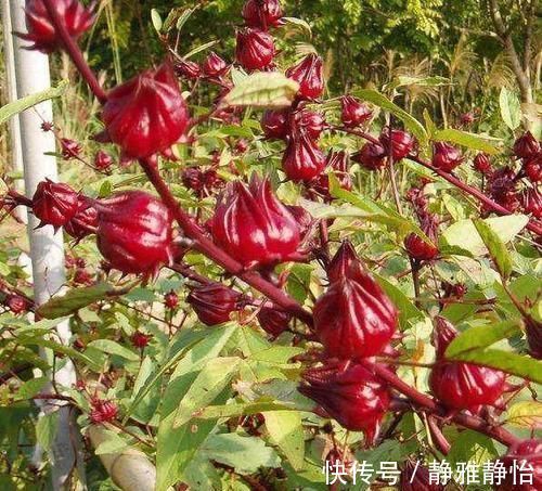 血脂|一旦患有高血脂，再穷也要吃它，清血管垃圾，血脂悄悄降下来