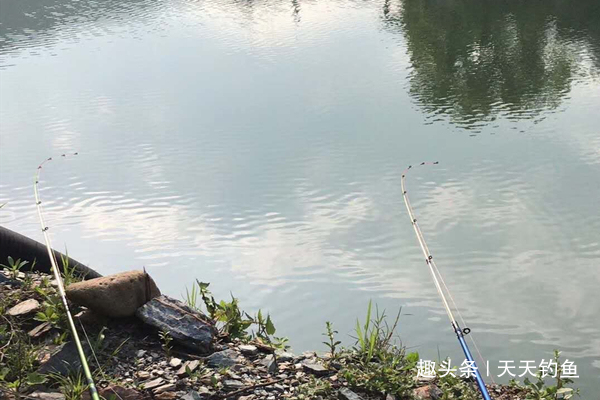 夏天钓黄鸭叫，就用这种钓法，省事省力，收获有保证！